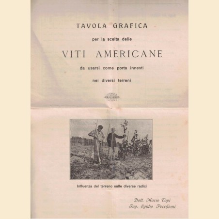 Topi, Pecchioni, Tavola grafica per la scelta delle viti americane da usarsi come porta innesti nei diversi terreni